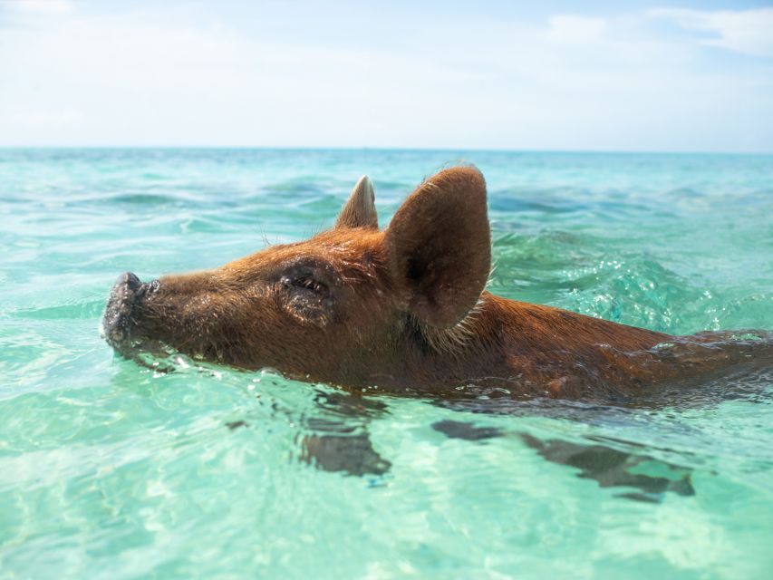 Nassau: Rose Island Swimming Pigs Morning Tour