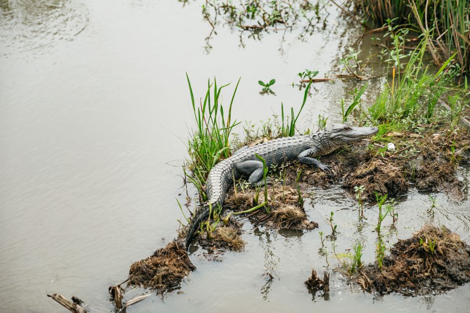 New Orleans: Oak Alley Plantation and Swamp Cruise Day Trip - Overview of the Day Trip