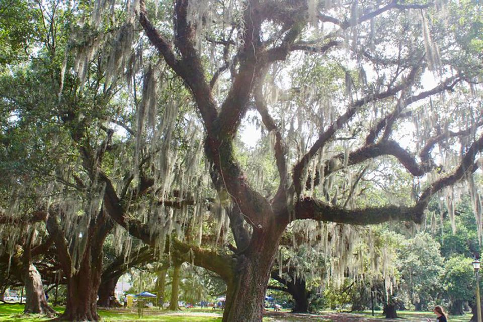 New Orleans: Scenic City Bike Tour