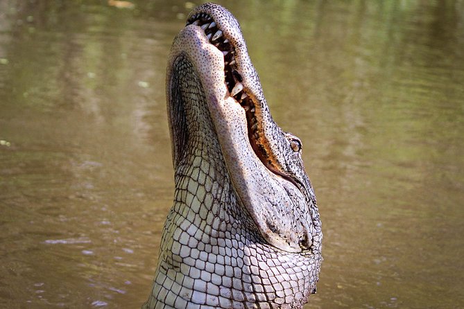 New Orleans Small-Group Airboat Swamp Tour