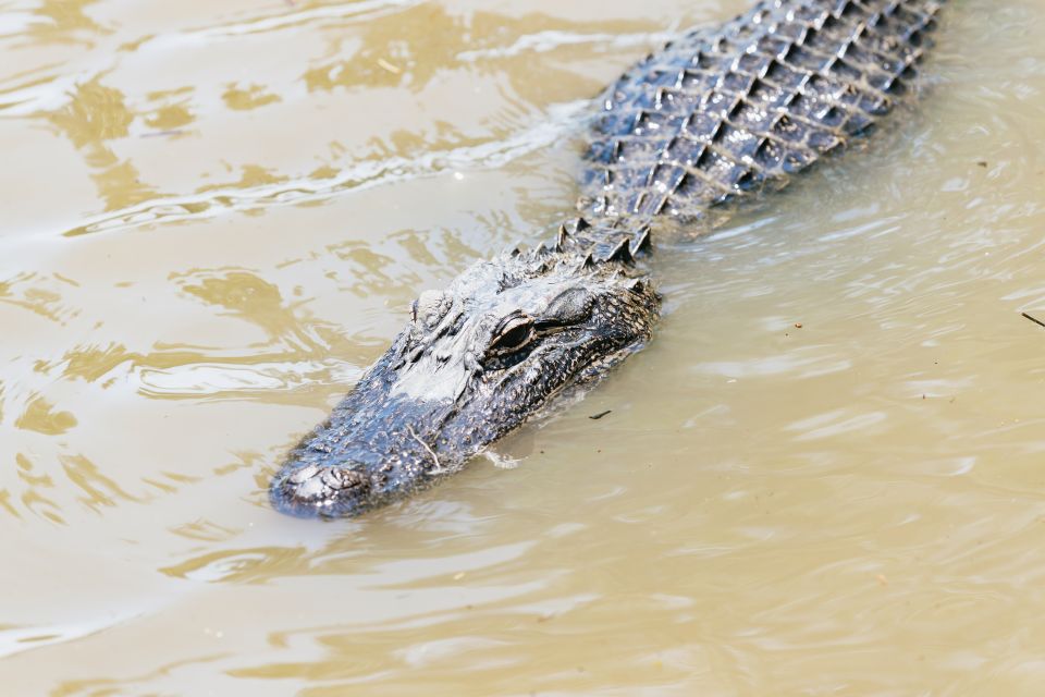 New Orleans: Swamp & Bayou Boat Tour With Transportation