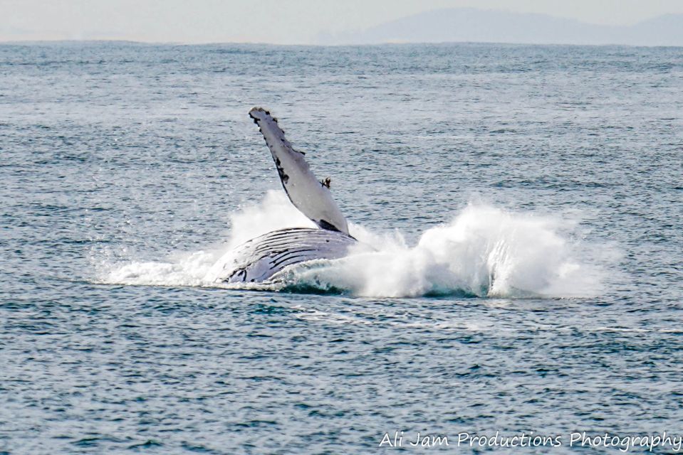 Newcastle: Humpback Whale Watching Cruise and Harbor Tour