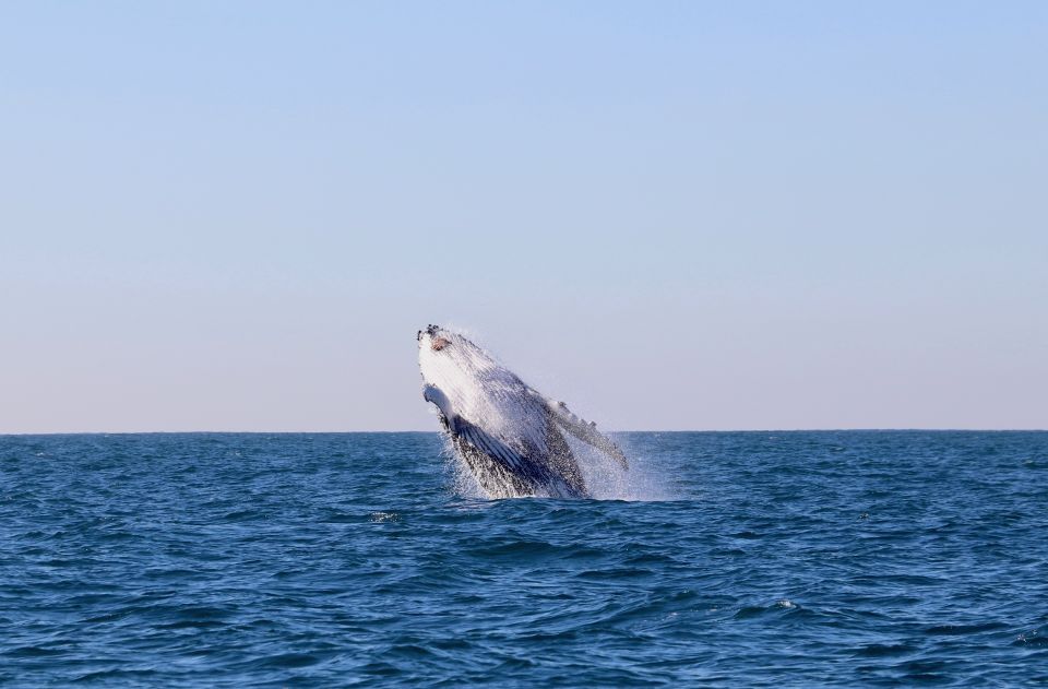 Newcastle: Small Group Humpback Whale Encounter Tour