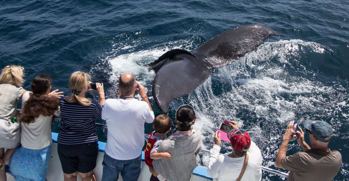 Newport Beach: Year-Round Whale Watching Cruise - Whale Species and Seasons