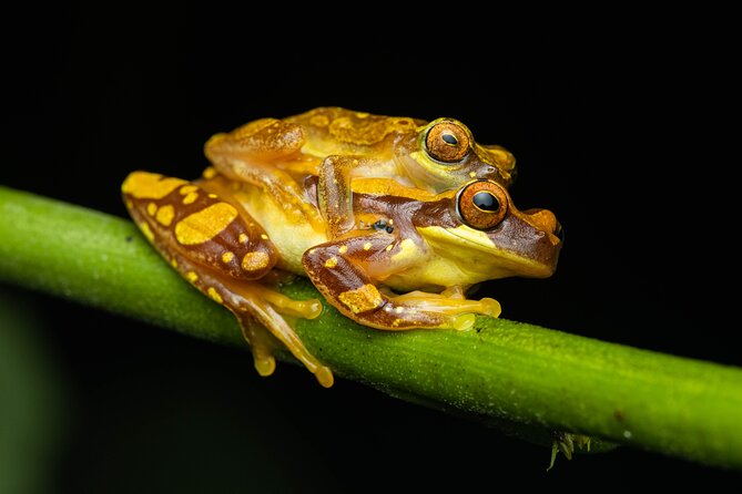 Night Tour Through the Tropical Forest at Tifakara