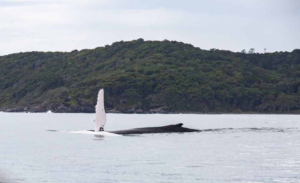 Noosa: Humpback Whale Watching Tour