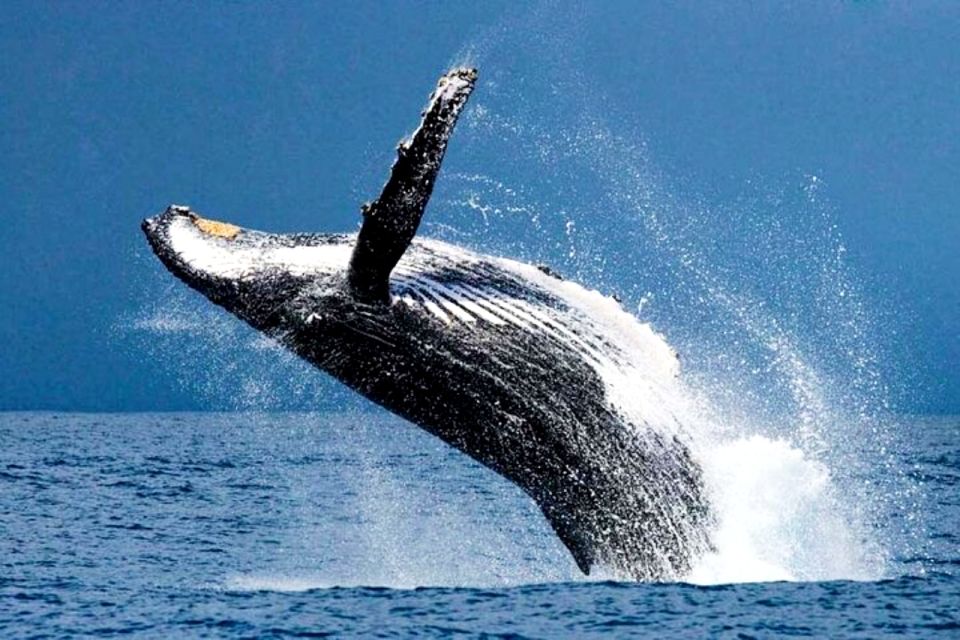 Oahu: Honolulu Whale Watching Cruise