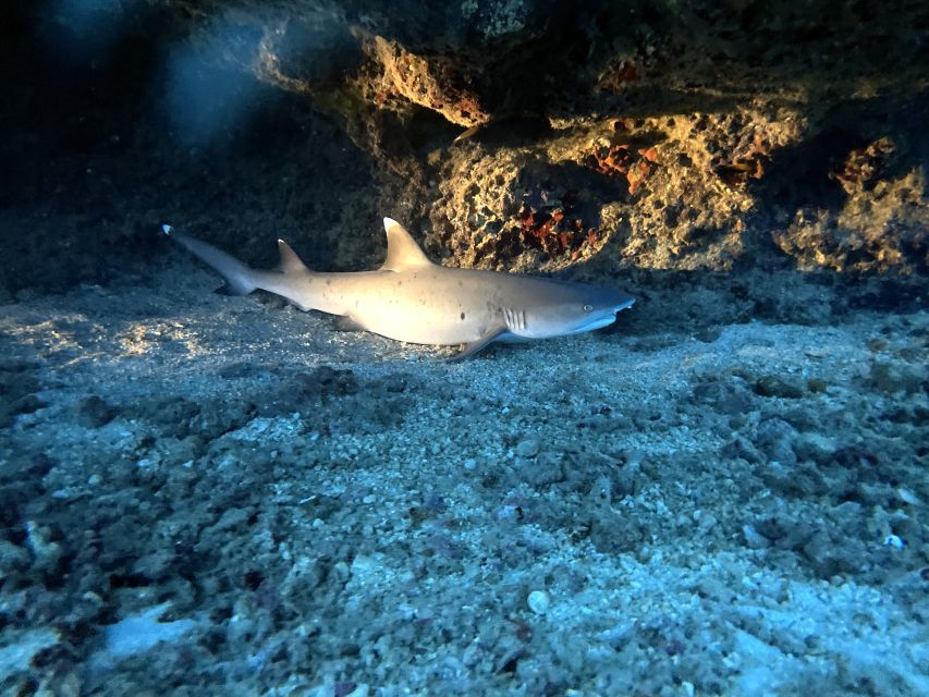 Oahu Night Dive: Adventure for Certified Divers