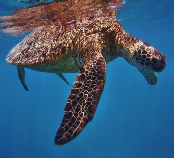 Oahu: Turtle Canyon Snorkeling Boat Tour - Overview of the Tour