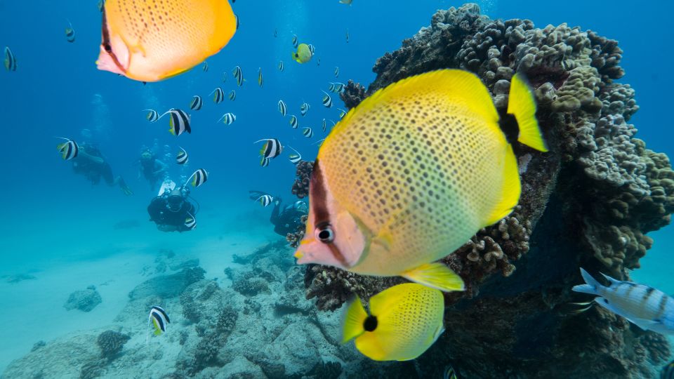 Oahu: Waikiki Discovery Scuba Diving for Beginners