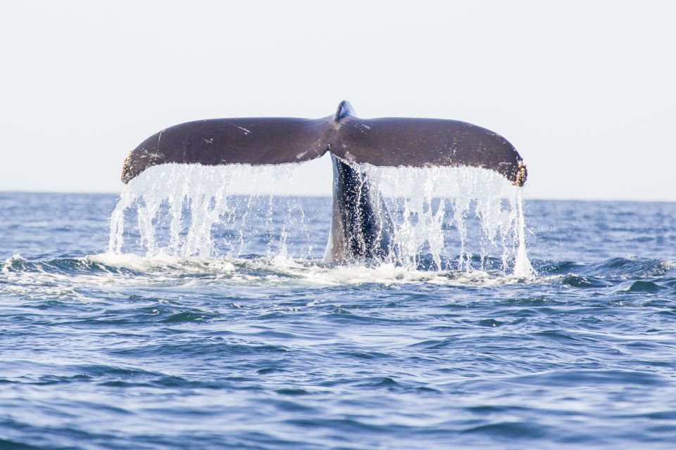 Oahu: Waikiki Eco-Friendly Afternoon Whale Watching Trip