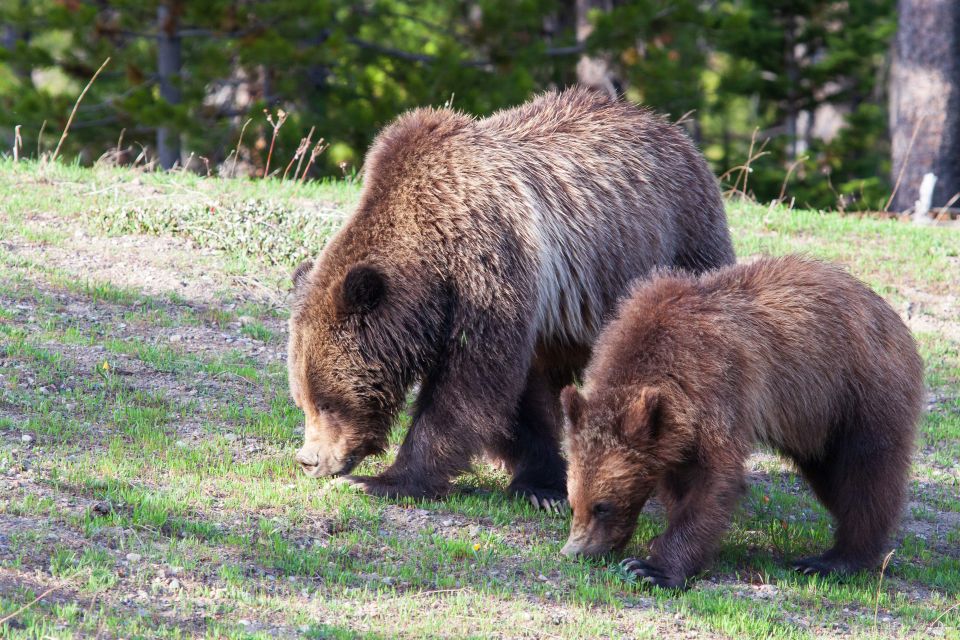 Old Faithful & Yellowstone Highlights – National Park Tour