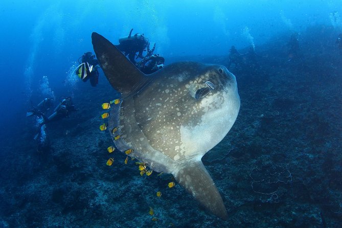 Open Water Course in Nusa Lembongan – Get Certified on Remote Island (Next Bali)