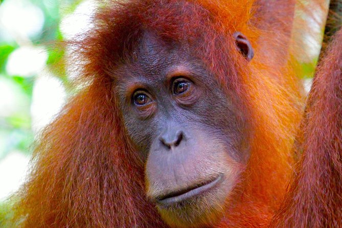 ORANGUTAN TREK (2D/1N) by EcoTravel Bukit Lawang