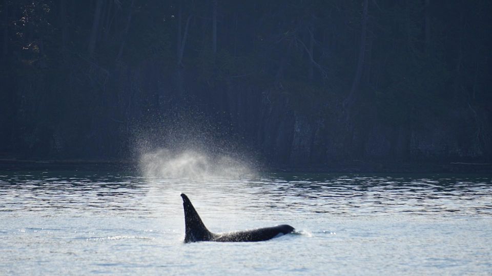 Orcas Island: Whale and Orca Guided Speedboat Tour