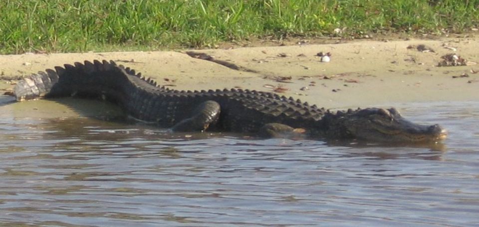 Orlando: Airboat Safari With Transportation - Tour Highlights