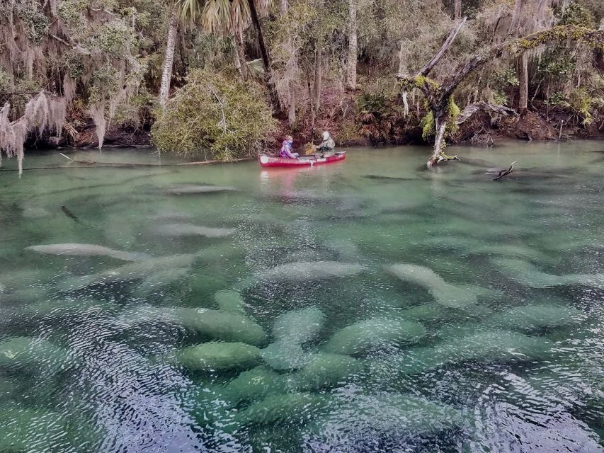 Orlando: Kayaking Tour With Manatee Encounter