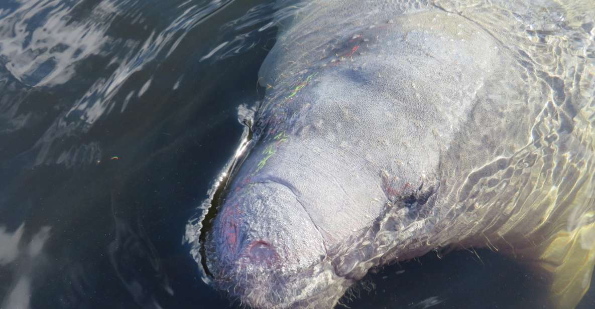 Orlando: Small Group Manatee Discovery Kayak Tour - Tour Details