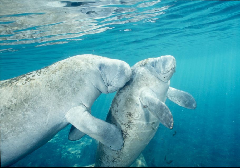 Orlando: Swim With Manatees and Homosassa State Park Visit