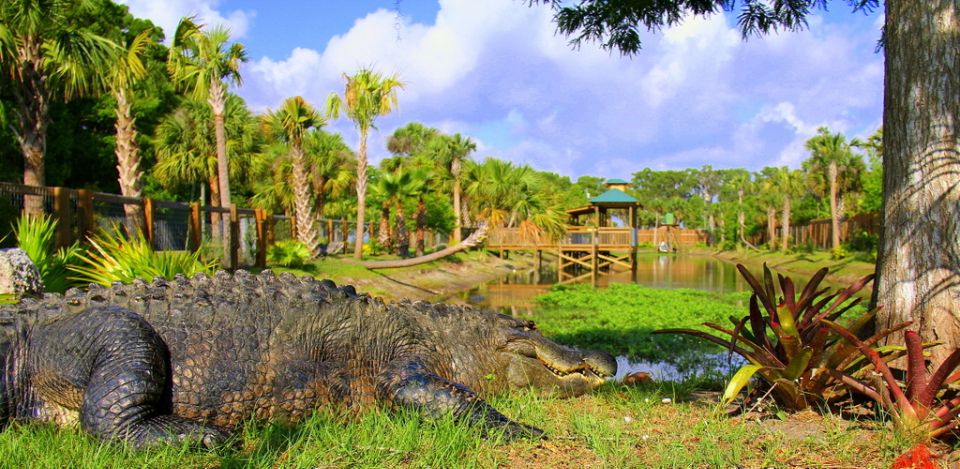 Orlando: Wild Florida Park, Gator Show & Animal Encounters