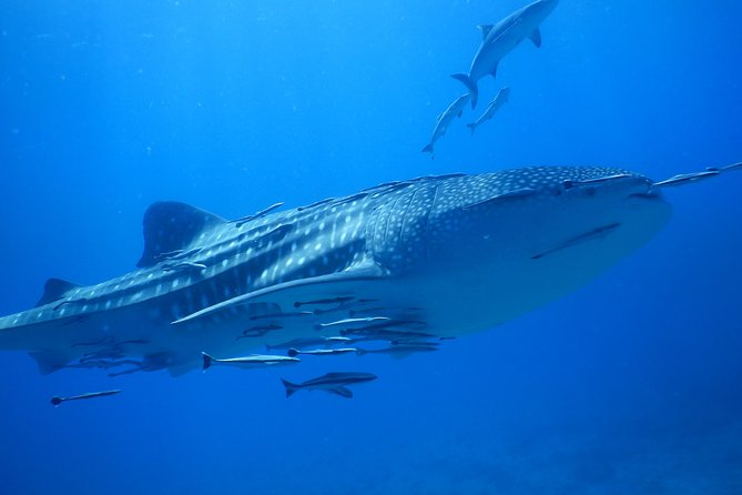 PADI Discover Scuba Dive Experience