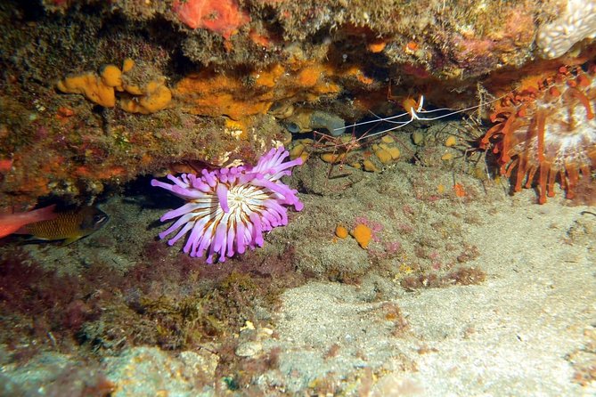 PADI Open Water Course in Gran Canaria - Scuba Safety and Equipment