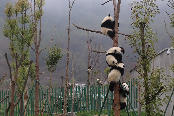 Panda Tour Chengdu Base Dujingyan Center Option Panda Volunteer