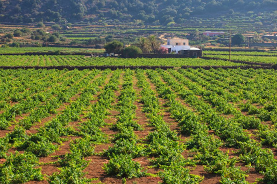 Pantelleria: Mediterranean Flavors Food and Wine Tour