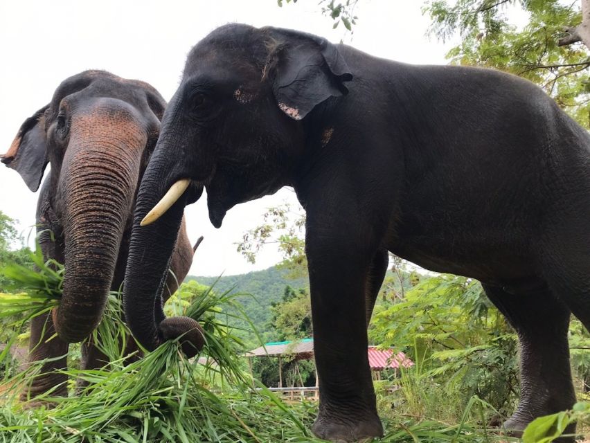 Pattaya: Ethical Elephant Sanctuary Interactive Tour