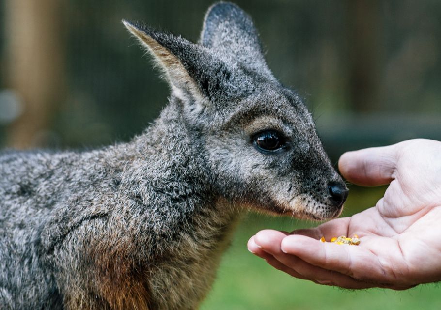 Pearcedale: Moonlit Sanctuary Conservation Park Entry Ticket - Ticket Details