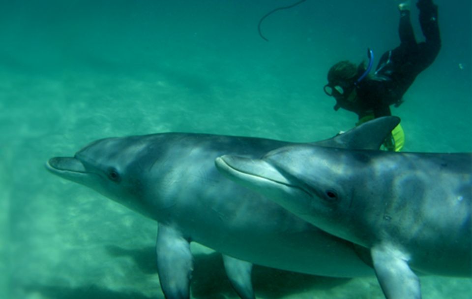 Perth: Swim With Wild Dolphins Tour - Tour Details