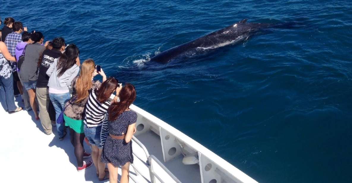 Perth: Whale Watching Cruise From Hillarys Boat Harbor