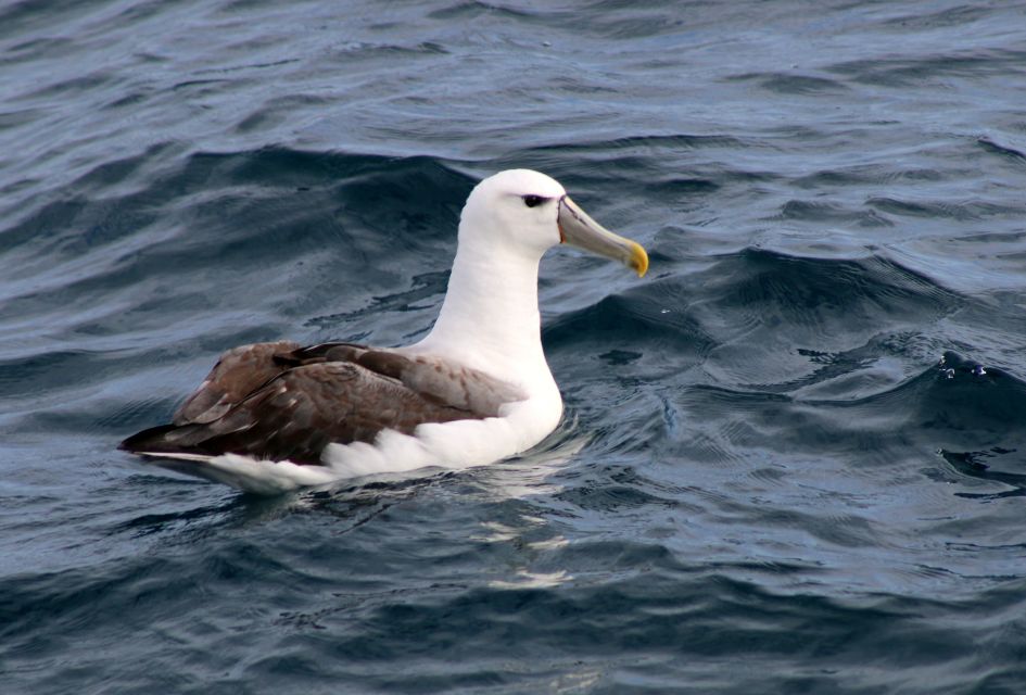 Philip Island: Dolphin and Whale Cruise