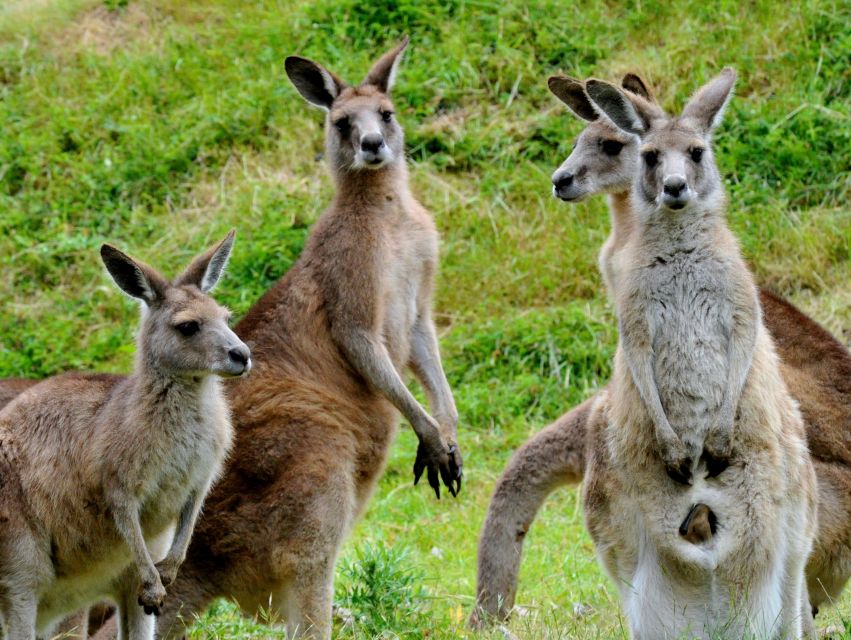 Phillip Island Wildlife & Brighton Beach Boxes Private Tour