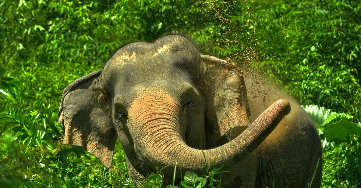 Phuket: Elephant Jungle Sanctuary Watch Me Experience