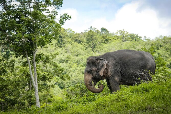 Phuket Elephant Sanctuary Canopy Walkway Tour - Included Amenities