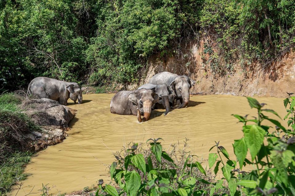 Phuket: Elephant Sanctuary Guided Tour With Hotel Transfers