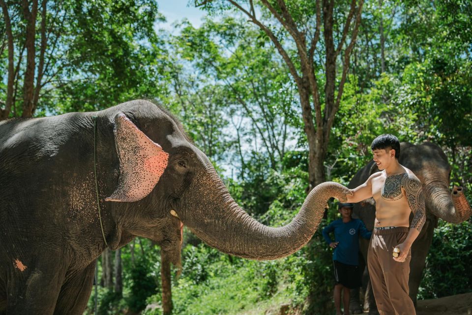 Phuket: Feeding Elephants at Phuket Elephant Care