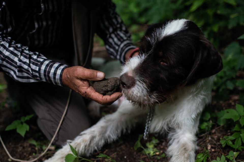 Piedmont: Private Truffle Hunting Tour With Truffle Tasting
