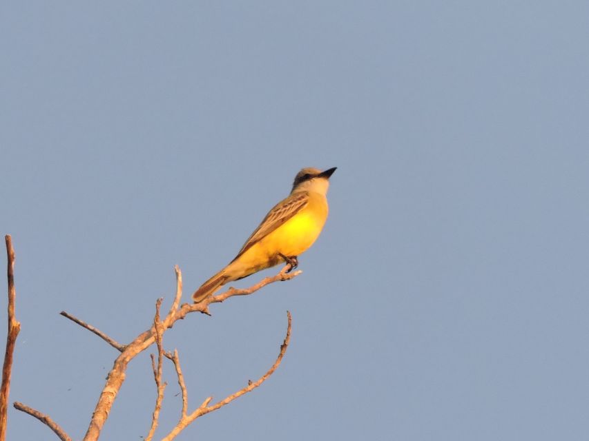 Playa Del Carmen: Private Morning Birdwatching Tour