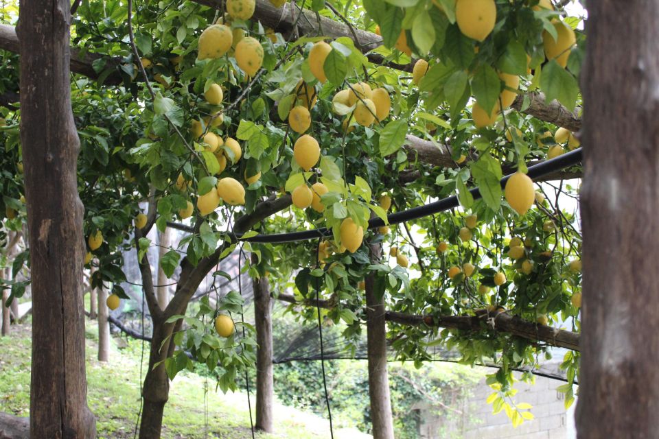 Pontone, Amalfi Coast: Walk in the Lemon Grove With Tasting