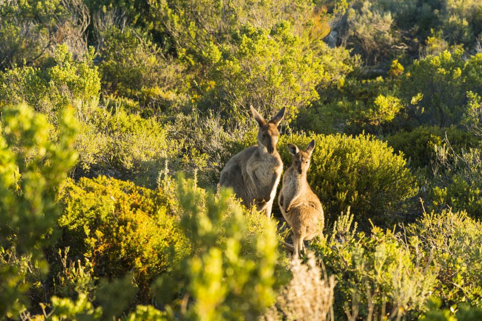 Port Lincoln: Coffin Bay Seafood, Wine, and Nature Day Trip - Tour Details