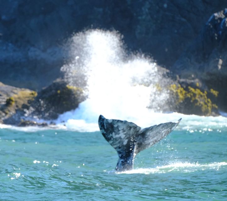 Port Orford: Kayak Tour to Orford Heads With Gear