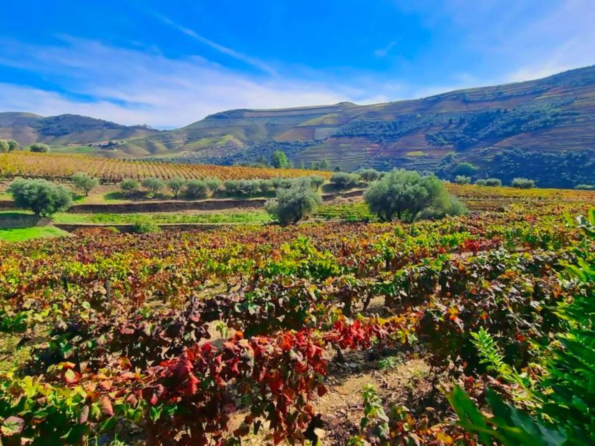 Porto: Douro Valley 2 Vineyards Tour W/ Lunch & River Cruise