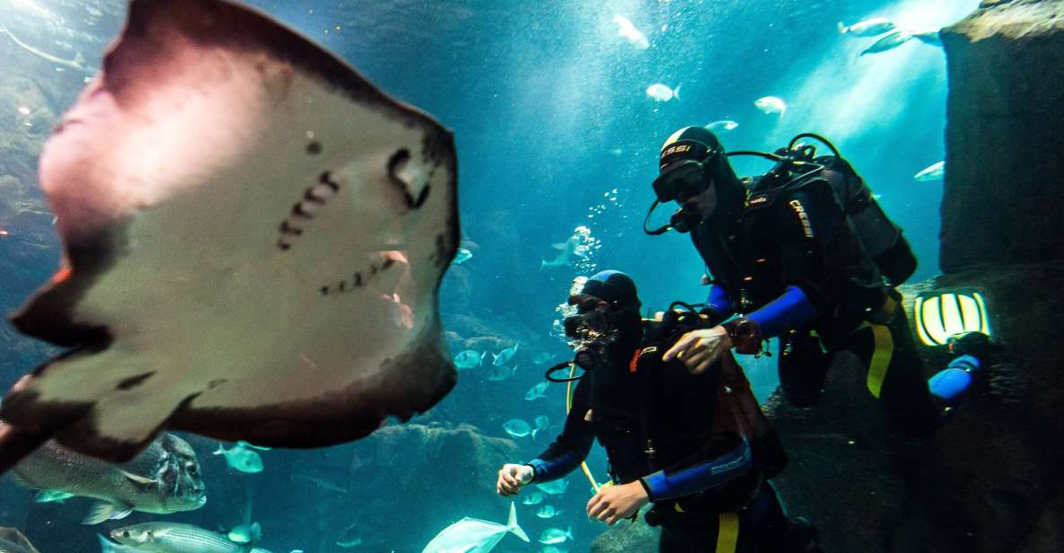 Porto Moniz: Diving With Sharks and Rays in Madeira Aquarium