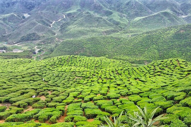 [Private] Cameron Highland Full Day Tour From KL City - Tour Details