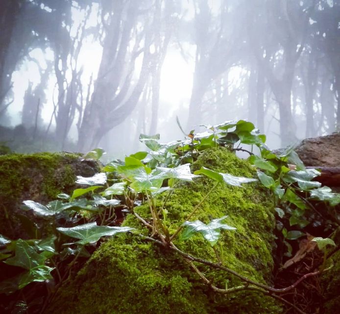 Private Evening Walk: Sintra Mountains Inbetween Wolves