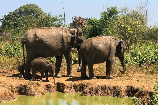 Private Half Day Safari in Udawalawe National Park