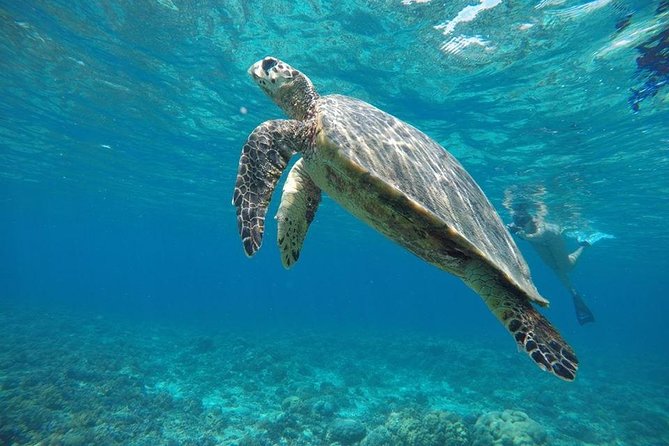 Private Snorkeling Gili Island (Coral, Statue and Turtle)