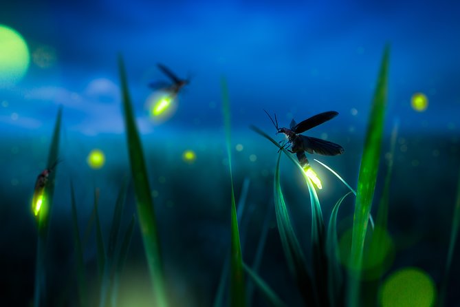 Private Tour: Kuala Selangor Firefly Blinkings Including Seafood Dinner